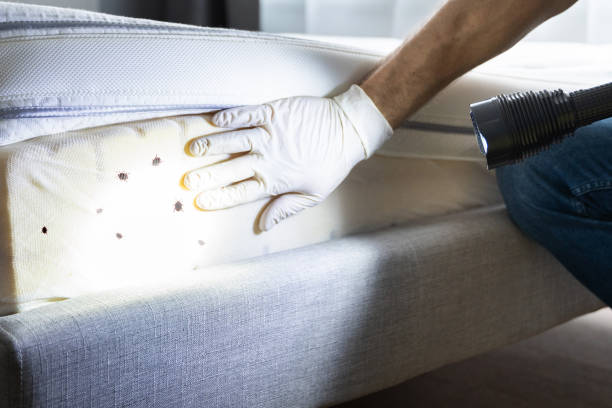Best Cockroach Control Services  in Siloam Springs, AR