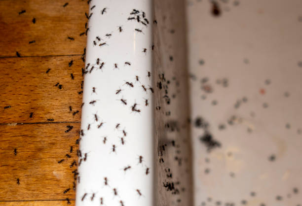 Best Pest Removal Services  in Siloam Springs, AR