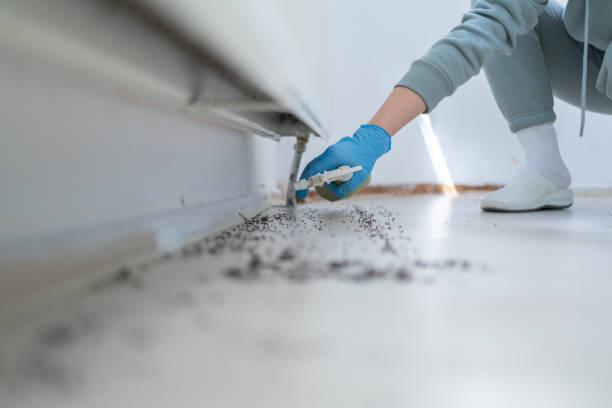 Best Insect Control  in Siloam Springs, AR